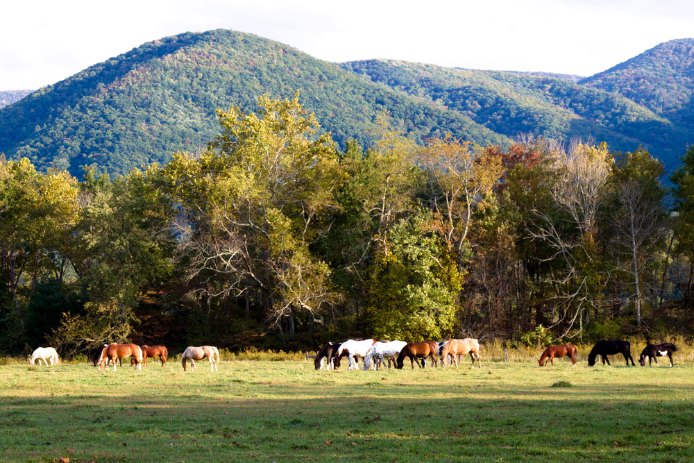 Horses roaming in Cades Cove in the Great Smoky Mountains National Park