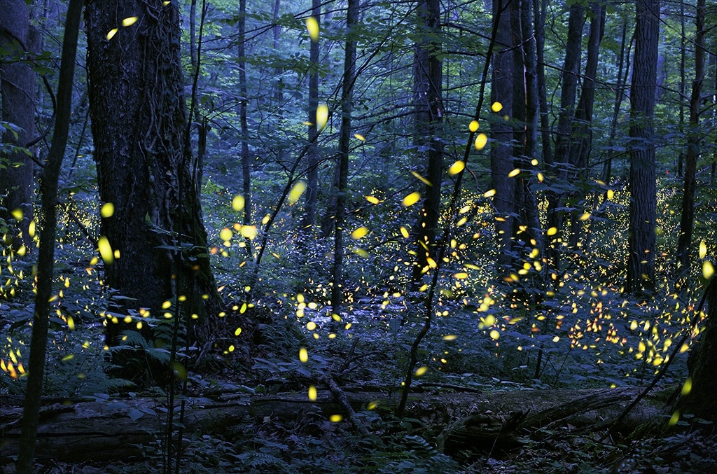 Firefly's light up in synchronously