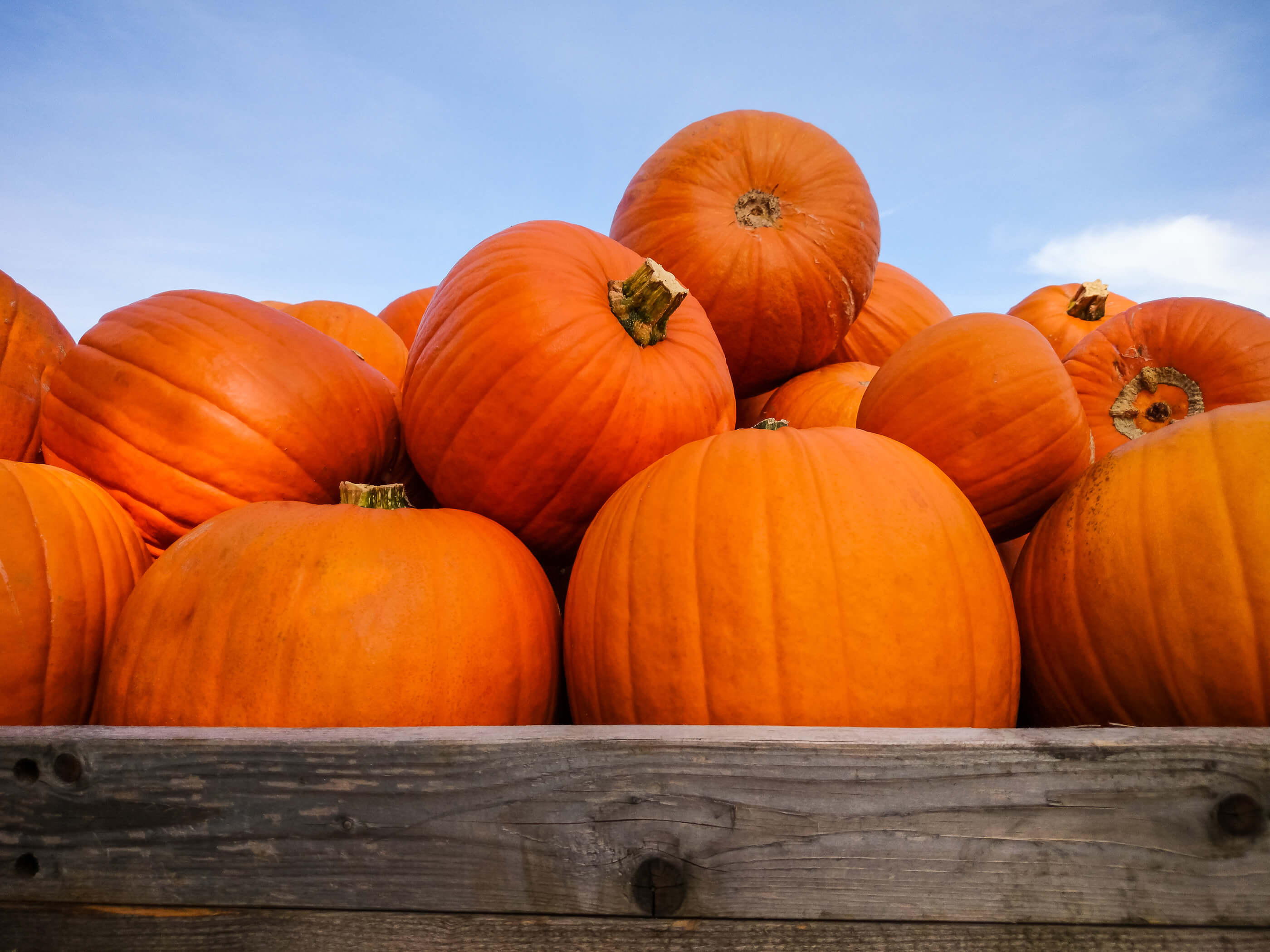 Giant pumpkins on blue sky pigeon forge gatlinburg sevierville