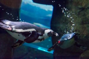 Ripley's Aquarium of the Smokies Gatlinburg penguins swimming water pigeon forge