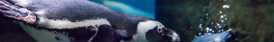 Ripley's Aquarium of the Smokies Gatlinburg penguins swimming water pigeon forge