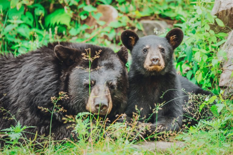 Top 6 Places to See Animals in The Smokies! - Official ...