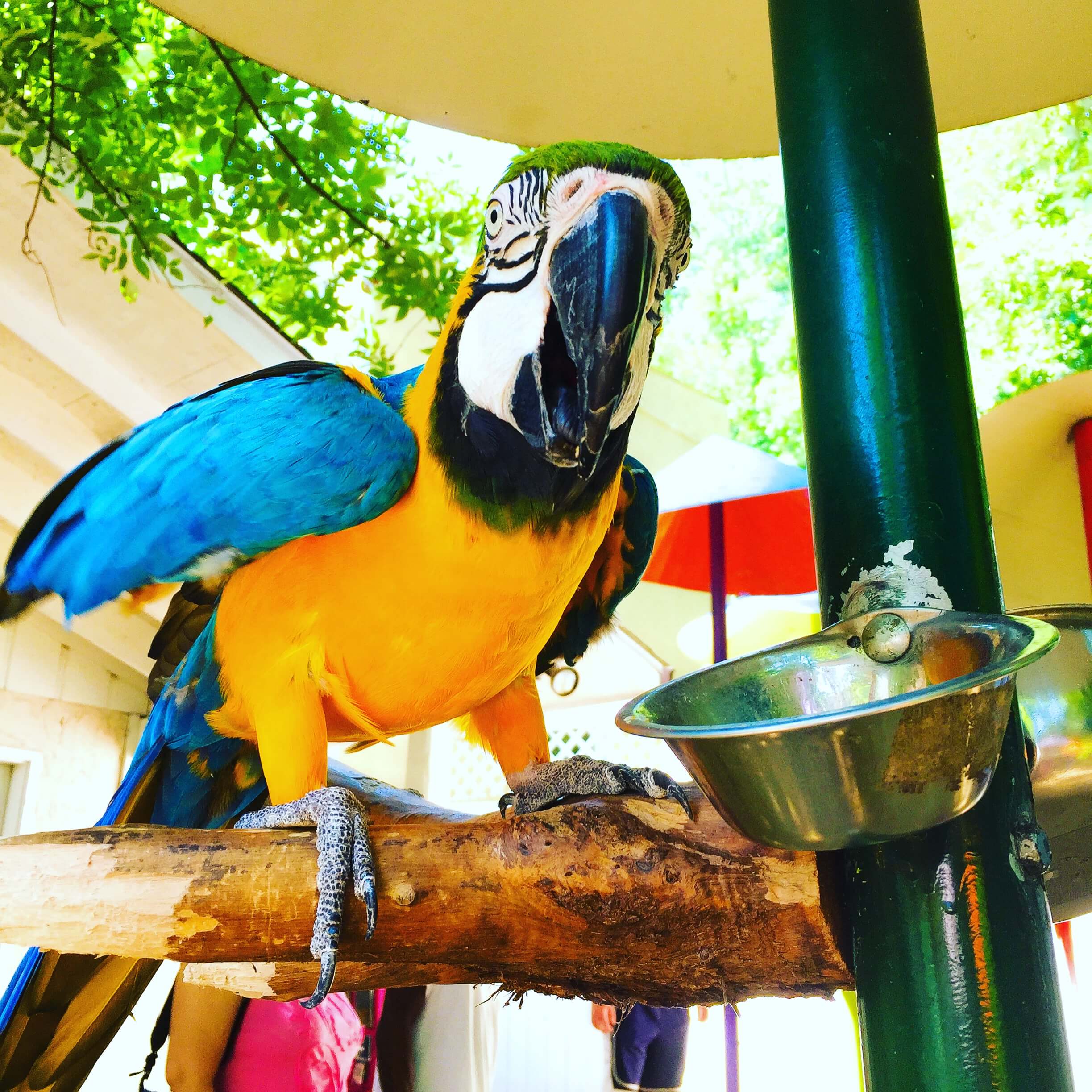 A parrot is squaking toward the camera with a food bowl beside it.
