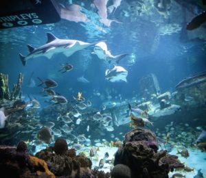 Photo of a tank at Ripley's Aquarium with a bunch of fish and three sharks. 