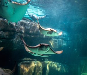 Stingrays swimming in a tank at an aquarium. 
